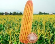 优质玉米种子龙生16号品种鉴定